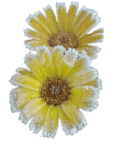 nbl-flower - nemokama png