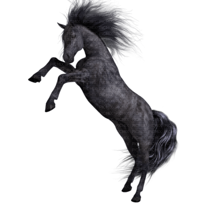 Cheval noir - PNG gratuit