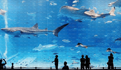 Sea-aquarium-NitsaPap - Zdarma animovaný GIF