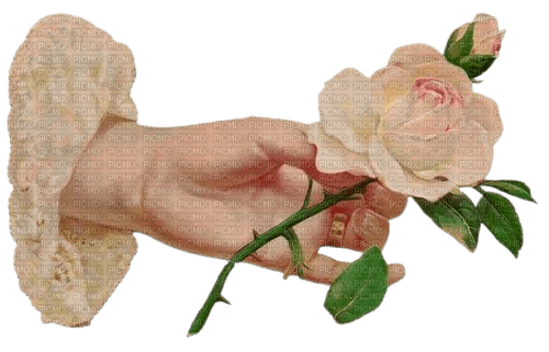 painting of hand holding a white rose - 無料png