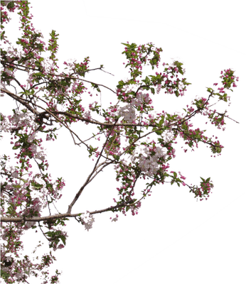 branch, tree, flowers blossom, spring, sunshine3 - png gratuito
