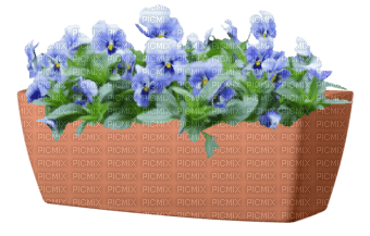 Blumenkasten - besplatni png