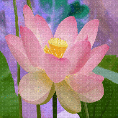 lotus flower bg gif nénuphar fleur fond - Free animated GIF - PicMix