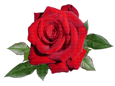 ruusu - nemokama png