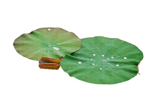 leaf, lotus - zadarmo png