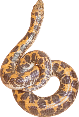 Kaz_Creations Snakes Snake - ilmainen png
