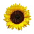 sunflower - бесплатно png
