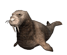 gala aquatic animals - Ücretsiz animasyonlu GIF