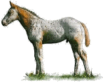 aze cheval - Бесплатный анимированный гифка