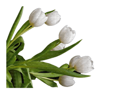 Flowers Tulips - безплатен png