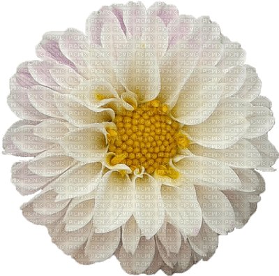 Kaz_Creations Deco Flowers Flower Yellow White - PNG gratuit