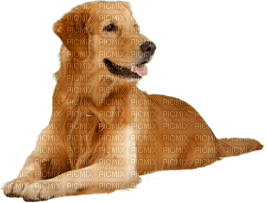 Kaz_Creations Dog Pup - zdarma png
