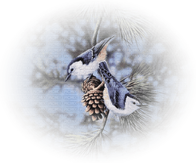 Birds bp - PNG gratuit