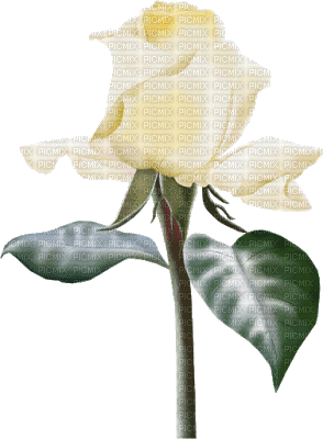 rosa blanca - Безплатен анимиран GIF