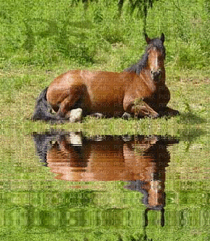 Reflet du cheval - Animovaný GIF zadarmo