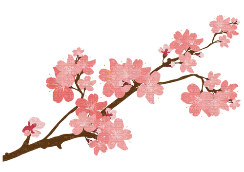 Branch pink flowers - ücretsiz png