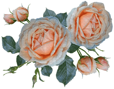 kukka, flower, fleur, ruusu, rose - nemokama png