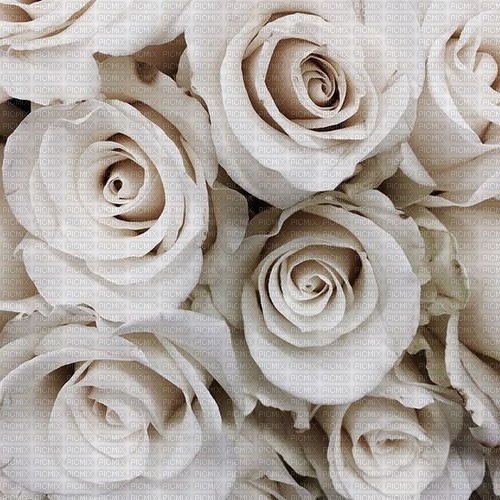 blanc roses - ilmainen png