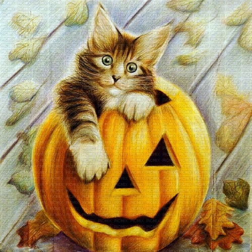 Background Pumpkin Cat - Free PNG