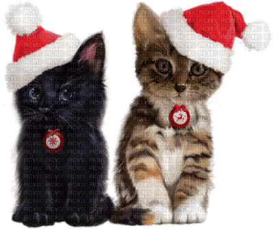 Kaz_Creations Cats Cat Kittens Kitten  Christmas - ilmainen png