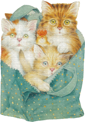 Three Cats in a Bag - 免费动画 GIF