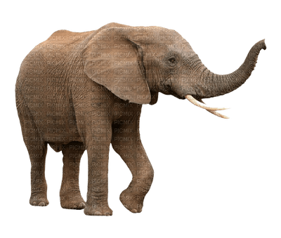 Elephant - darmowe png