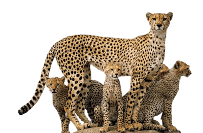 cheetah bp - 免费PNG