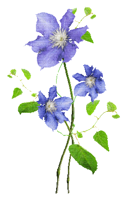 soave deco flowers  branch animated blue green - Bezmaksas animēts GIF