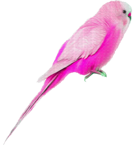 birds vögel pink milla1959 - GIF animé gratuit