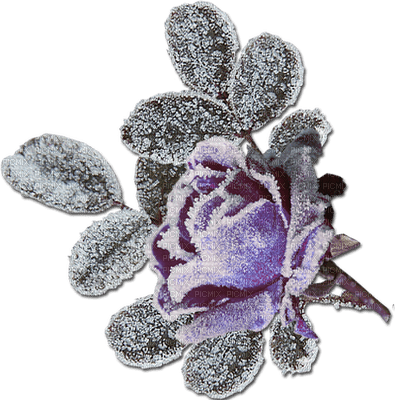 Flowers frozen bp - png grátis