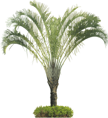 palmera - nemokama png