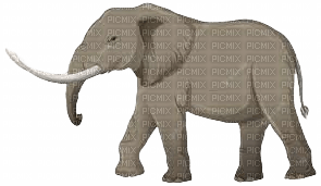 elefante - kostenlos png