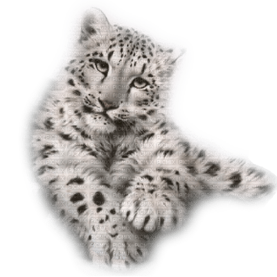 snow leopard bp - darmowe png