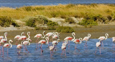 flamants roses - 免费PNG