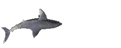 requin - Бесплатный анимированный гифка