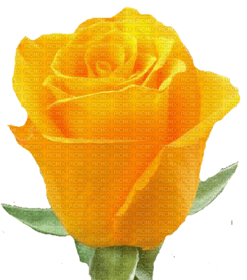 trandafir - 無料png