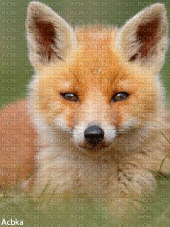 Baby Fox BG GIF bebe renard fond - Gratis animeret GIF
