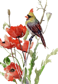 loly33  oiseaux coquelicot - zdarma png