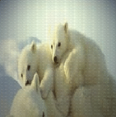 ours blanc - GIF animate gratis