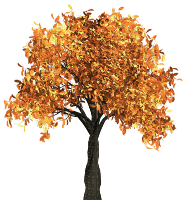 tree autumn automne - bezmaksas png