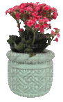 Blumentopf - 免费动画 GIF