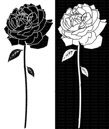 Black & White rose trans.. - png gratis