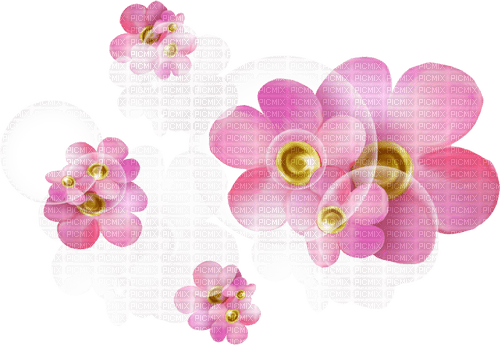 blommor-rosa----flowers-pink - Free PNG