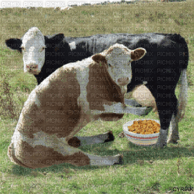 vache - Gratis animeret GIF