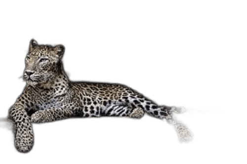 charmille _ animaux _ panthère - Free PNG