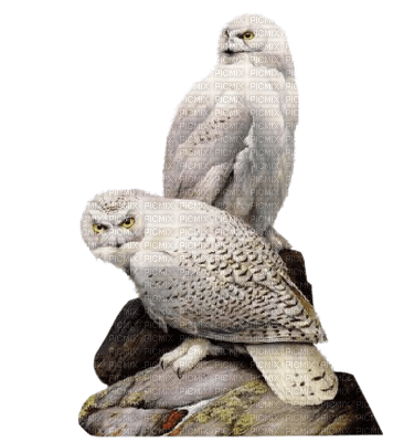 hibou chouette hiver winter owl
