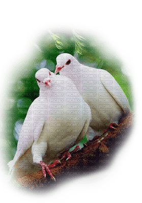 patymirabelle oiseau - 無料png