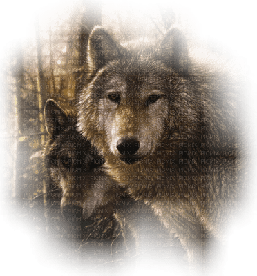 loly33 loup - Free PNG