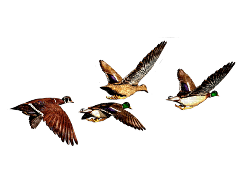 Птицы - png grátis