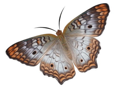 Papillon de nuit - besplatni png